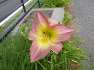 7月11日に咲いていたヘメロカリスのライラックスノーの花