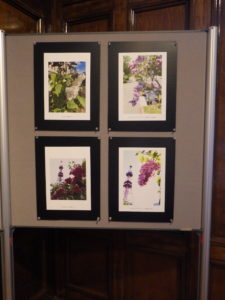 札幌市資料館で開催しているライラック投稿写真展様子7