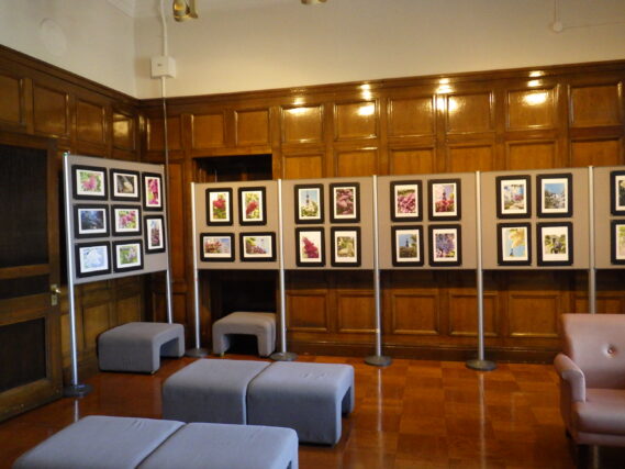 「ライラックの投稿写真を展示しています」の画像