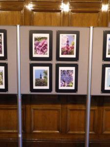 札幌市資料館で開催しているライラック投稿写真展様子4