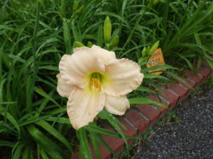 7月7日に咲いていたヘメロカリスのララバイベイビーの花