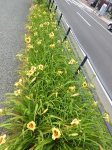 7月11日のリトルビックマンの花壇