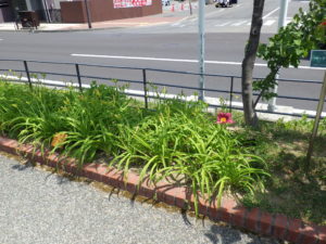 7月4日に咲いていたヘメロカリスのロシアンラプソディーの花壇