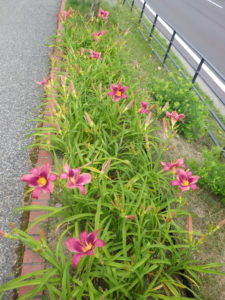7月11日のロシアンラプソディーの花壇