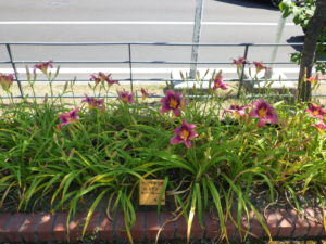 7月18日のロシアンラプソディー花壇の様子