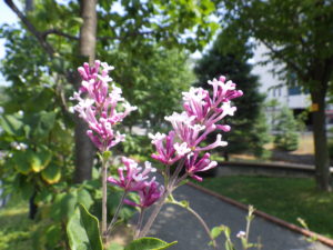 7月23日に咲いていたライラック四季蘭の花