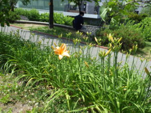 7月4日に咲いていたヘメロカリスの夕張岳の花壇