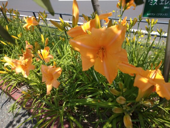 「園路沿いのヘメロカリスが次々に開花しています」の画像