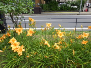 7月11日の夕張岳の花壇
