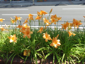 7月18日の夕張岳花壇の様子