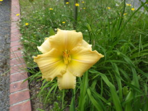 7月11日に咲いていたヘメロカリスの江戸百景の花