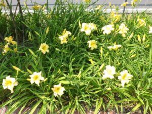 7月21日の江戸百景の花壇の様子