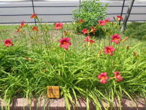 7月11日の紅雀の花壇