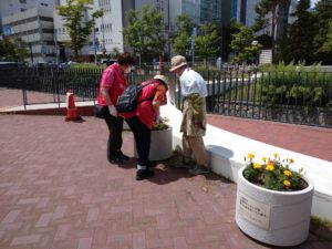 7月8日の公園ボランティア花くらぶの活動でコンテナの手入れをする