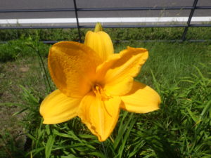 7月13日に咲いていたヘメロカリスの黄河の花