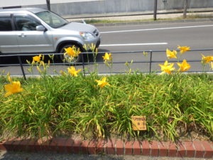 7月21日の黄河の花壇の様子