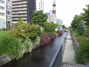 南2条西側のハギのはなが咲いている様子