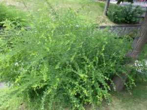 秋の開花を待つシラハギ