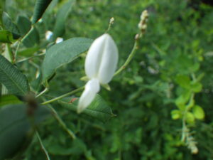 少しだけ咲いているシラハギの花