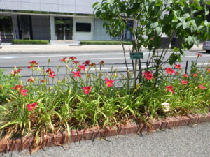 南1条東側のライラック・ジェイの花壇