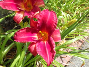 南1条東側で咲いているライラック・ジェイの花