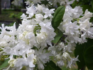 フレンチライラックのジョンダンバー