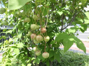 秋になると赤く裂けるツリバナの実