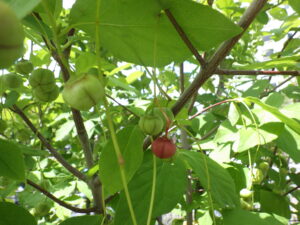 秋になると赤く裂けるツリバナの実