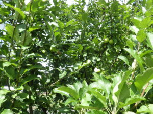 レンガの彫刻カモカモステップの横に植えられている「リンゴ」