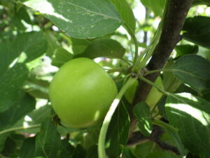 赤くなるのを待っている小さいリンゴの実