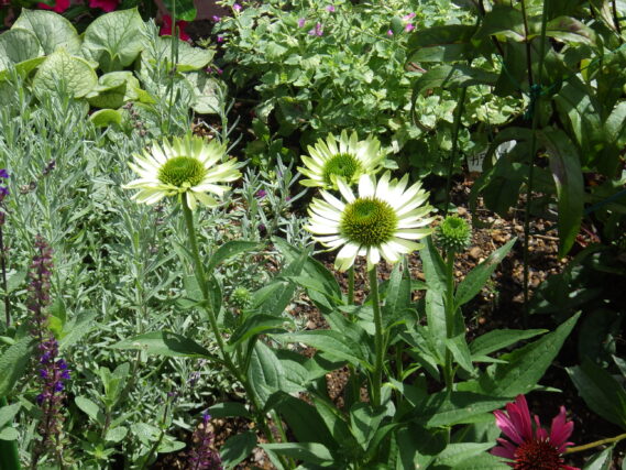 「公園の植物秋の準備」の画像
