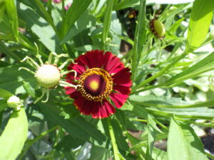 北2条の花壇に咲いているヘレニウム・モーハイムの花