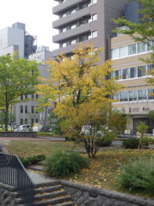 南2条で紅葉しているチシマザクラとハルニレ