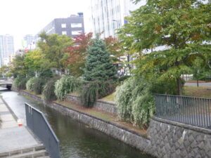 南1条のハギの様子