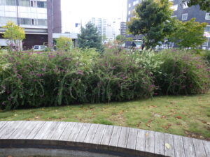 北1条のハギの様子