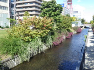 南2条のハギの様子