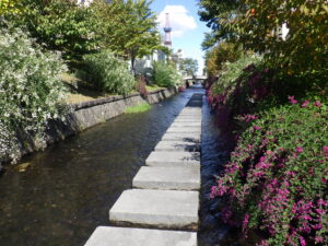 南4条の川の飛び石と萩の花