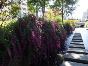 南4条の川の飛び石と萩の花