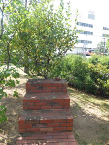 団塚作品のカモカモステップ