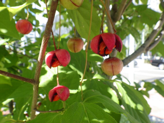 「9月の植物」の画像