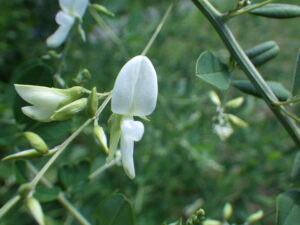 ミヤギノハギの白の花