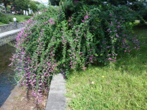 ミヤギノハギが垂れて咲いている様子