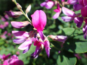 ミヤギノハギの赤の花