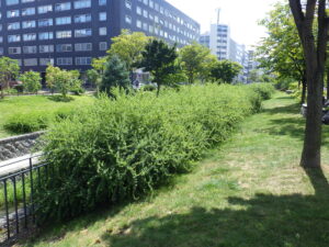 北1条西側のハギの様子