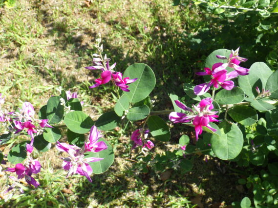 「ハギの様子」の画像