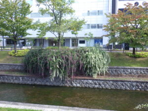 9月15日の南1条のハギの様子