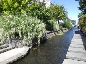 9月15日の南4条のハギの様子