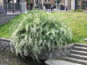 9月16日の南3条のハギの様子