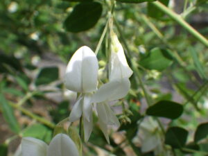 ミヤギノハギ白の花