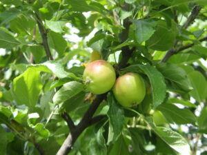 少し赤くなってきたリンゴ